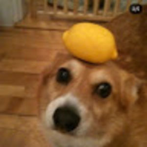 Meet your Posher, Stella